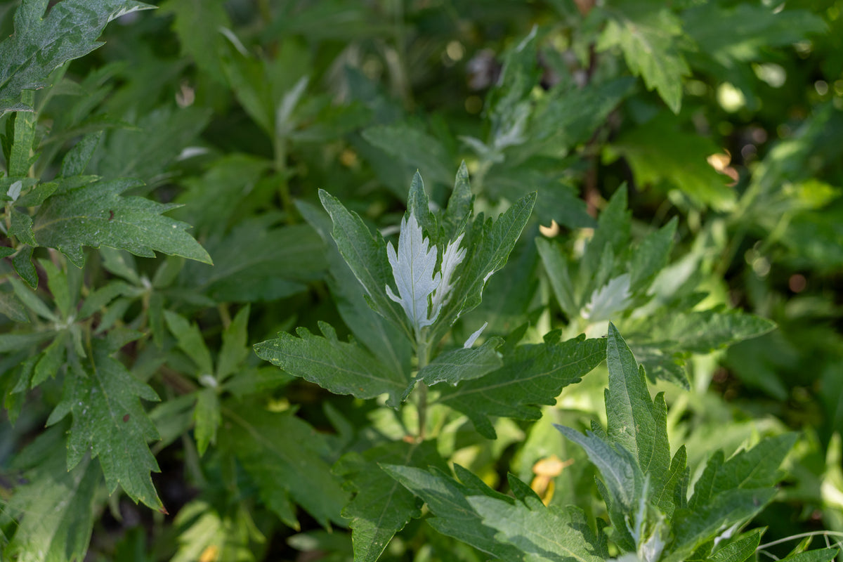 California Mugwort