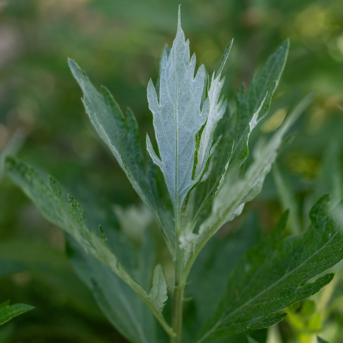 California Mugwort