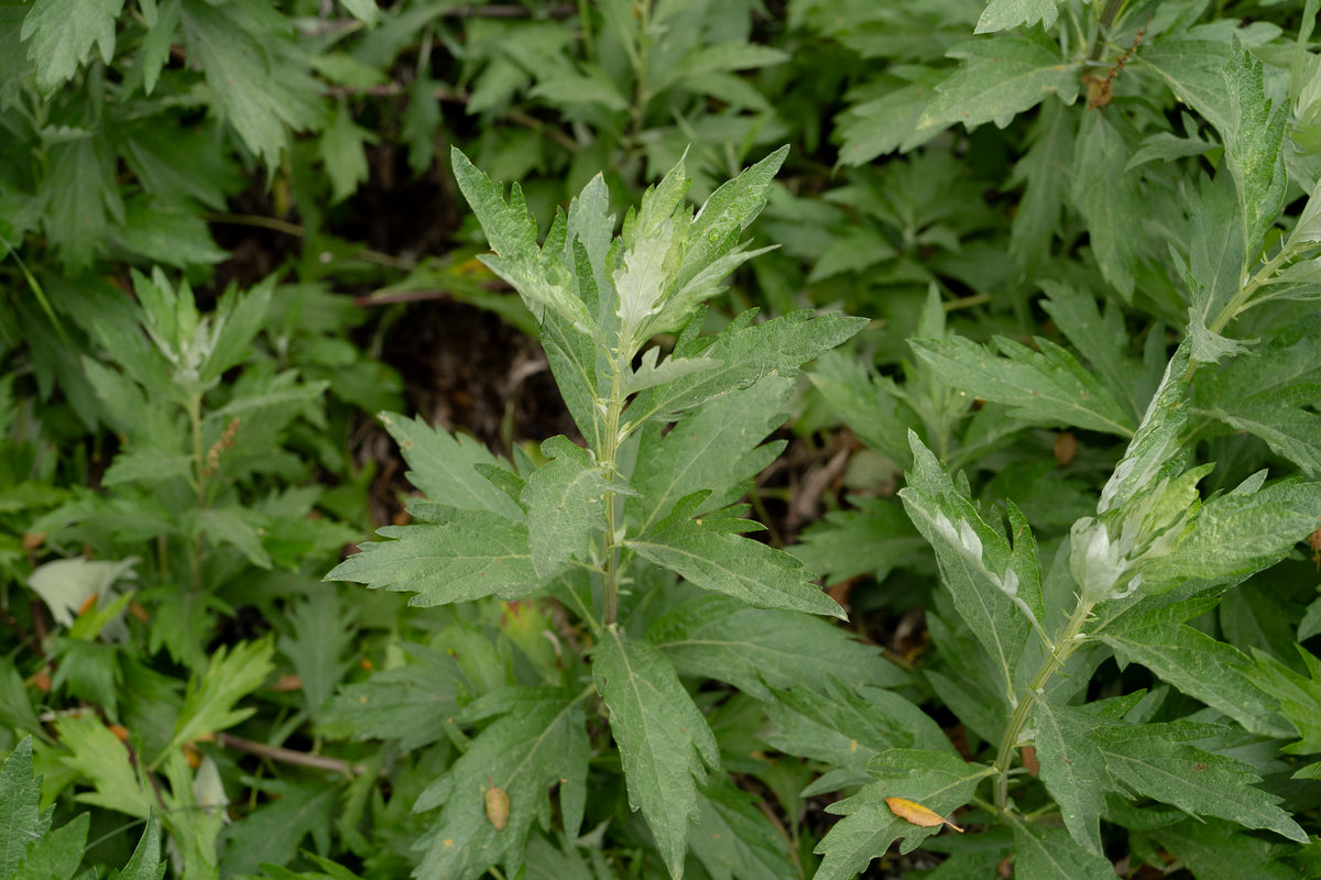 California Mugwort