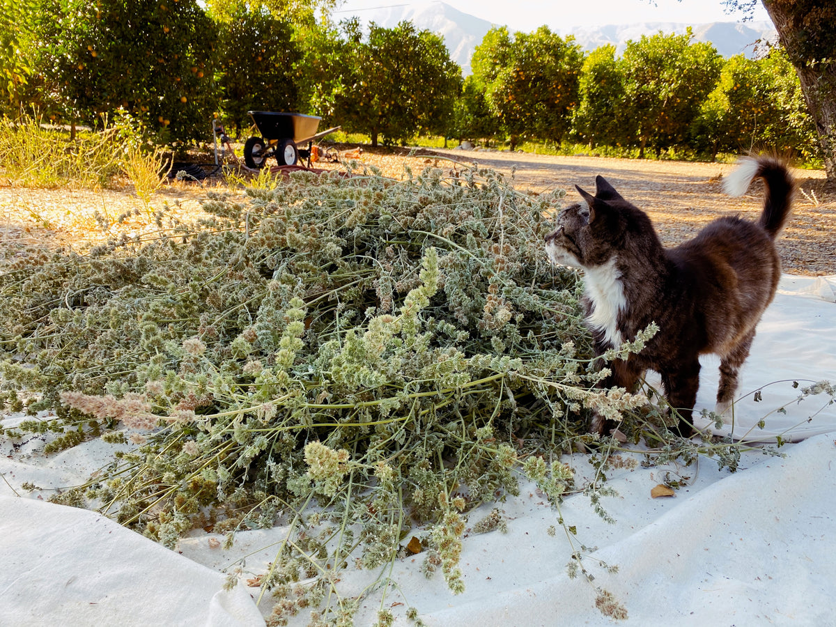 Catnip