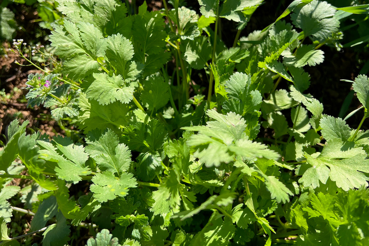 Cilantro Seed