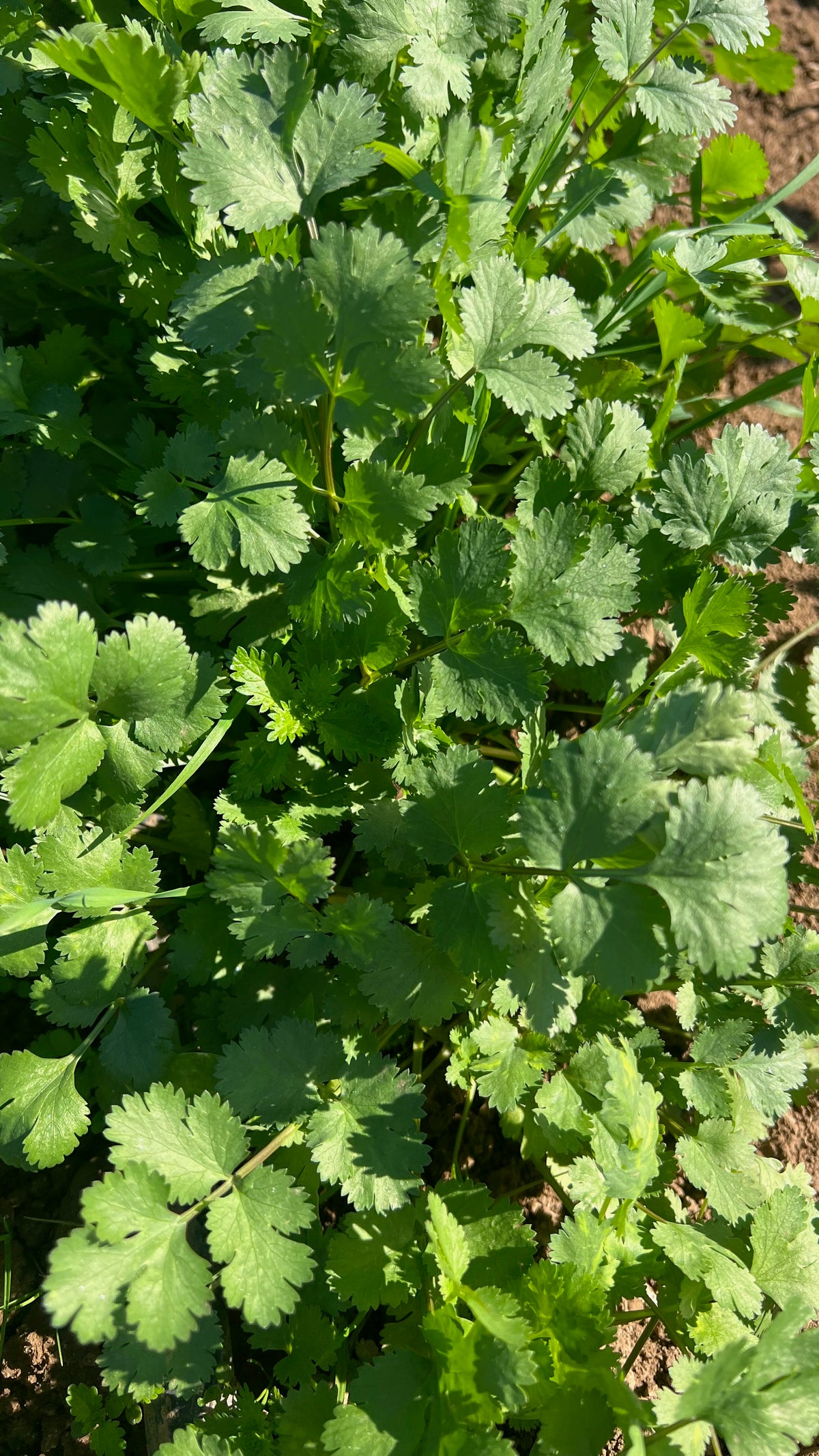 Cilantro Seed