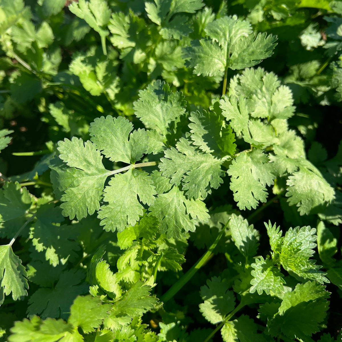 Cilantro Seed