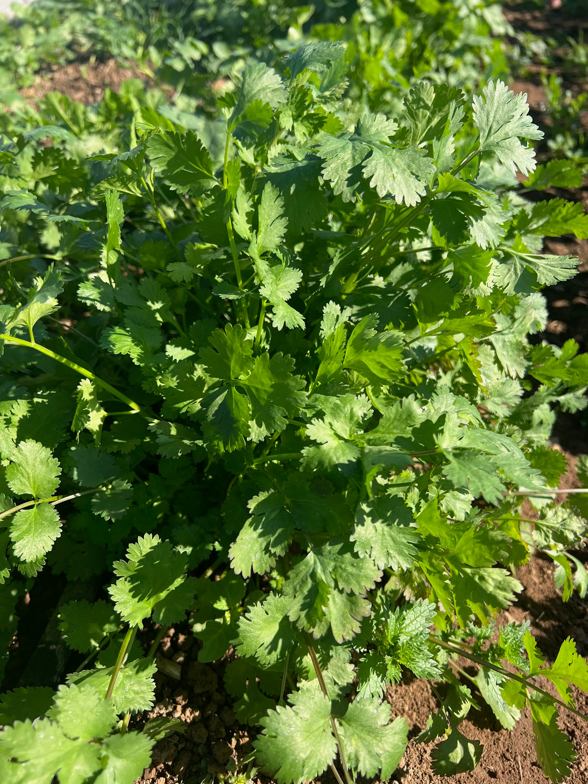 Cilantro Seed