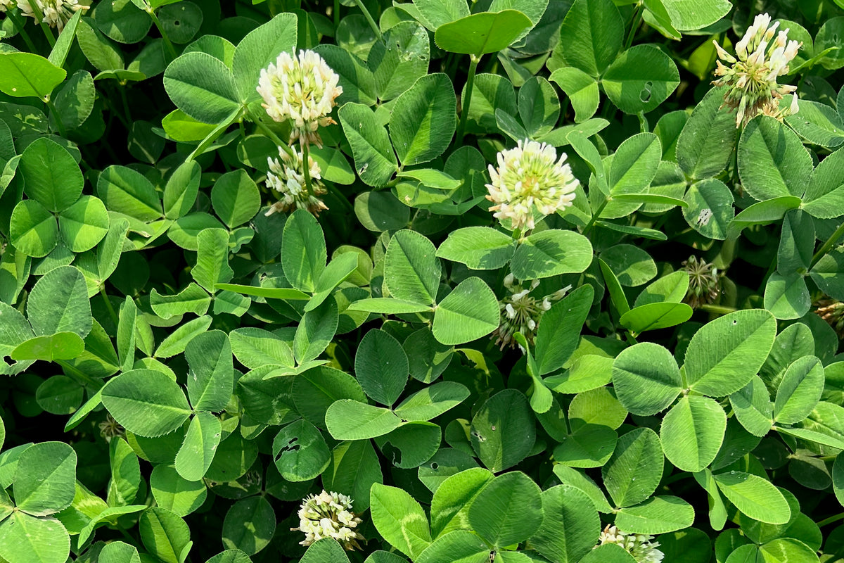 White Clover