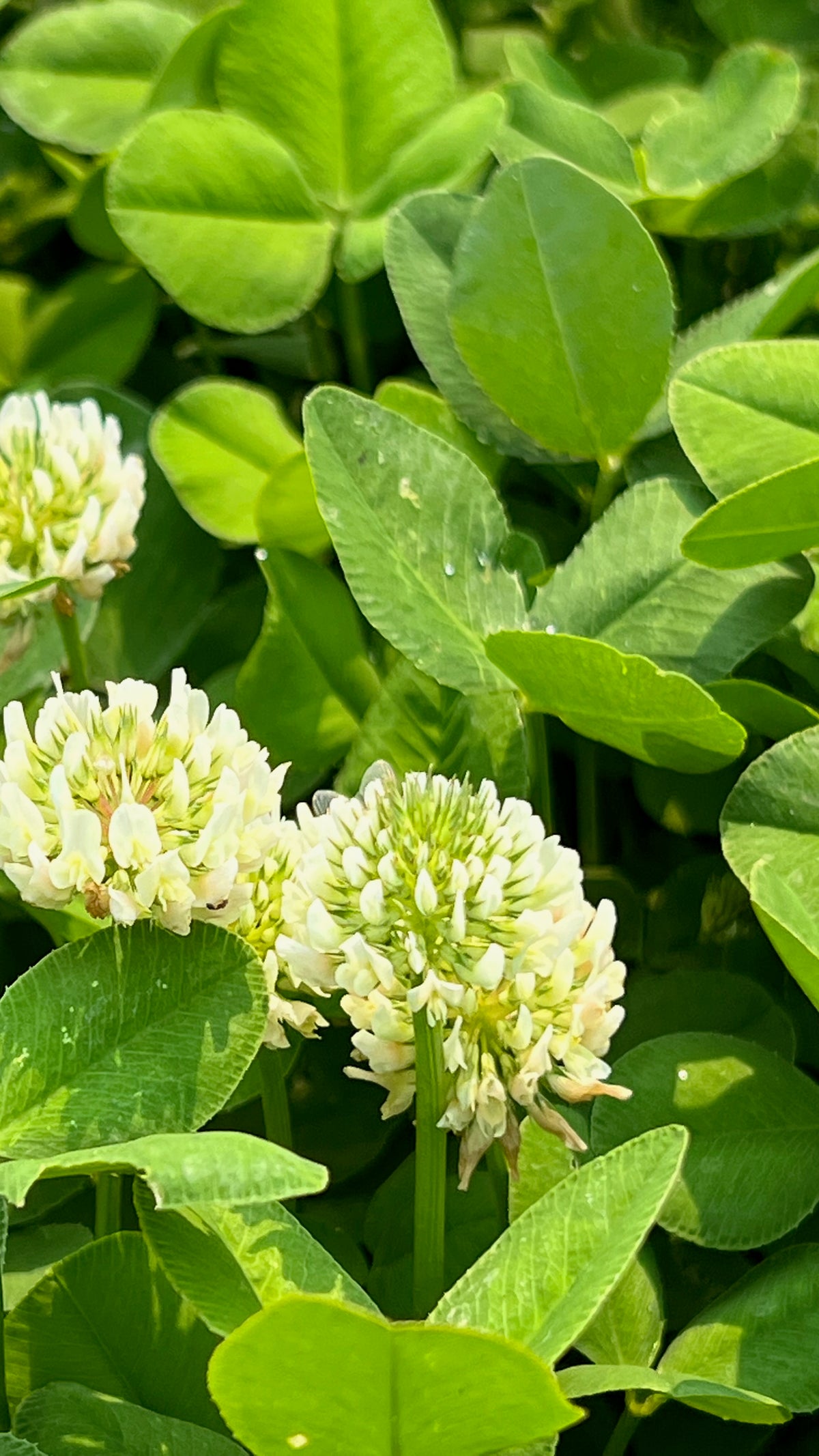 White Clover