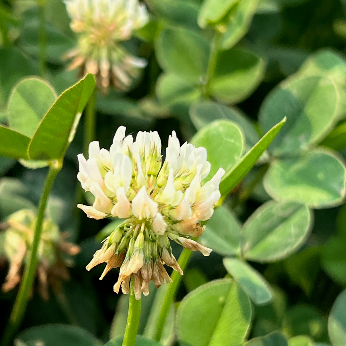 White Clover