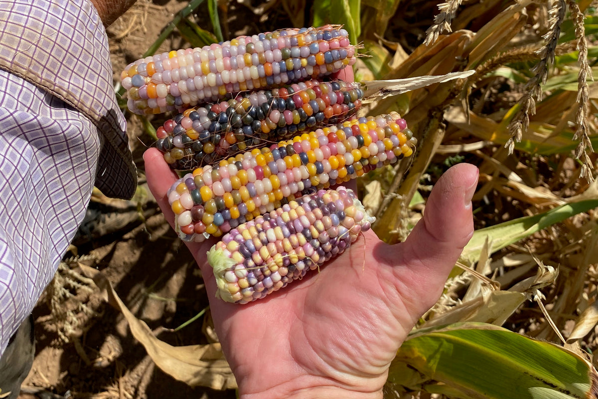 Glass Gem Corn