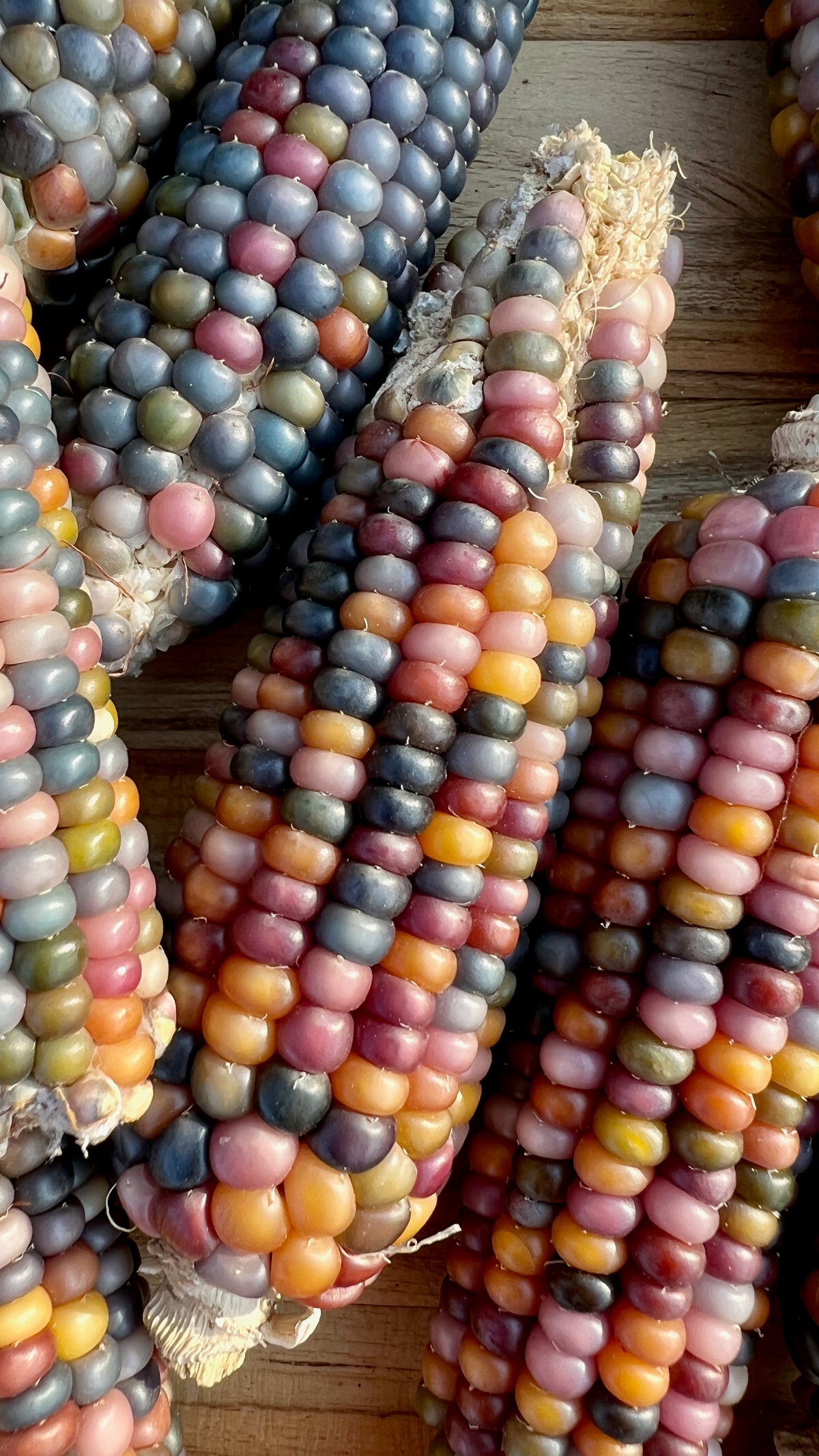 Glass Gem Corn