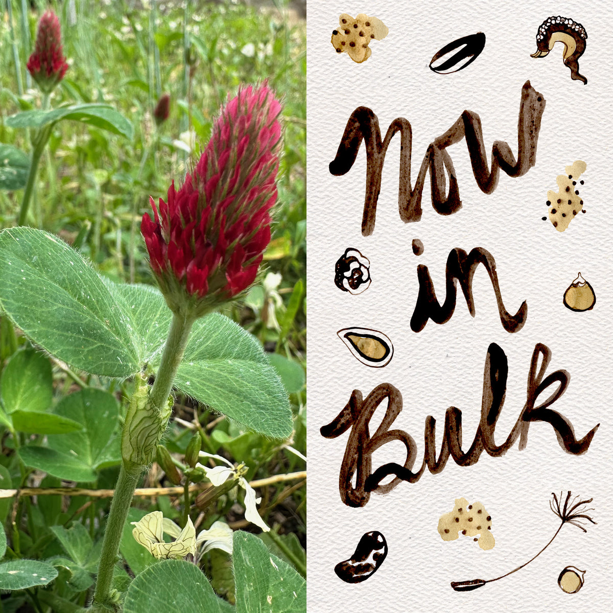 Crimson Clover Seeds in Bulk Quantities, Certified Organic