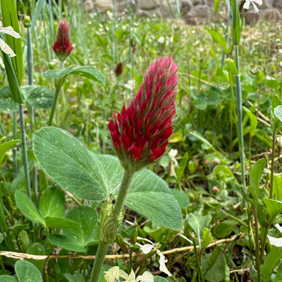 Crimson Clover