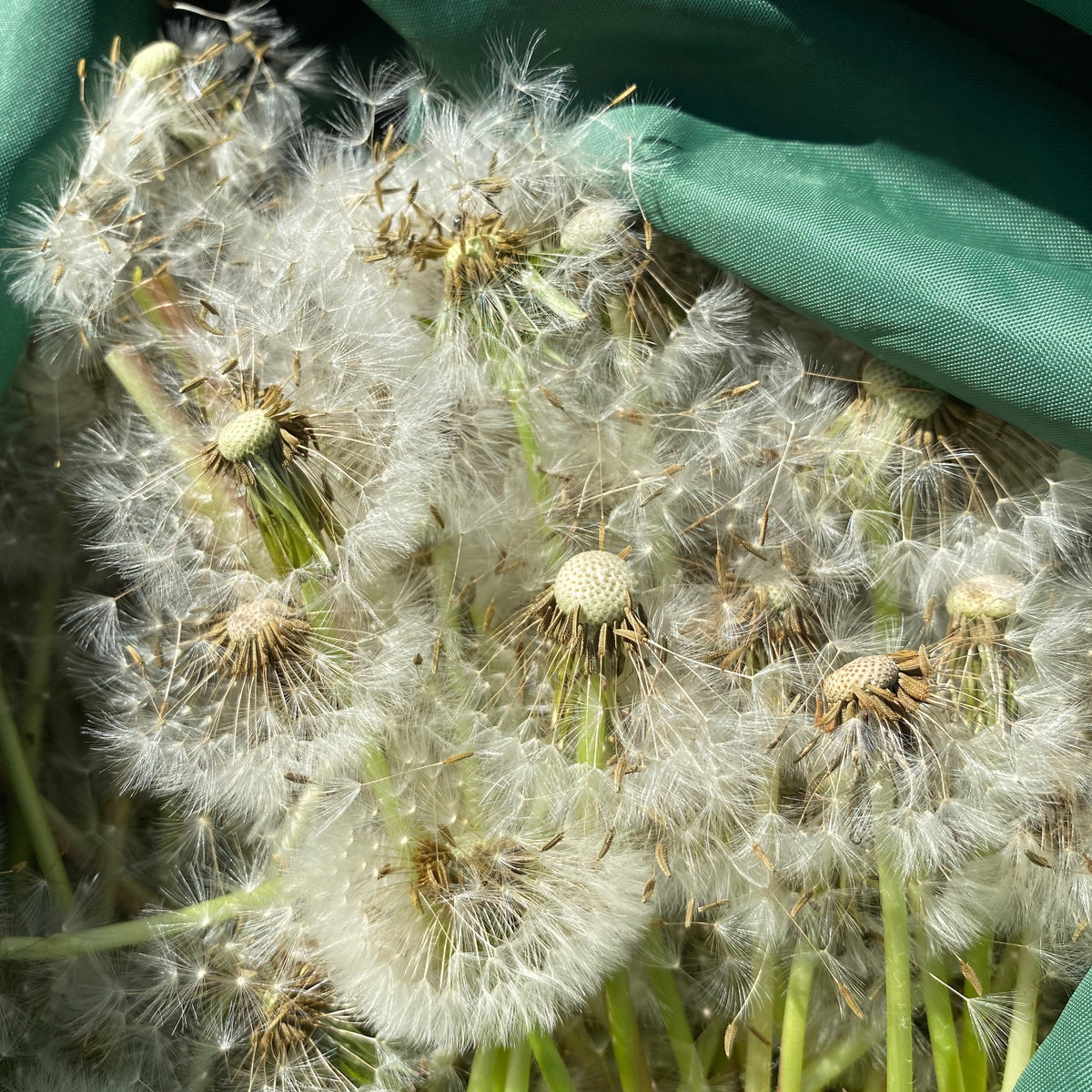 True (Common/Wild) Dandelion