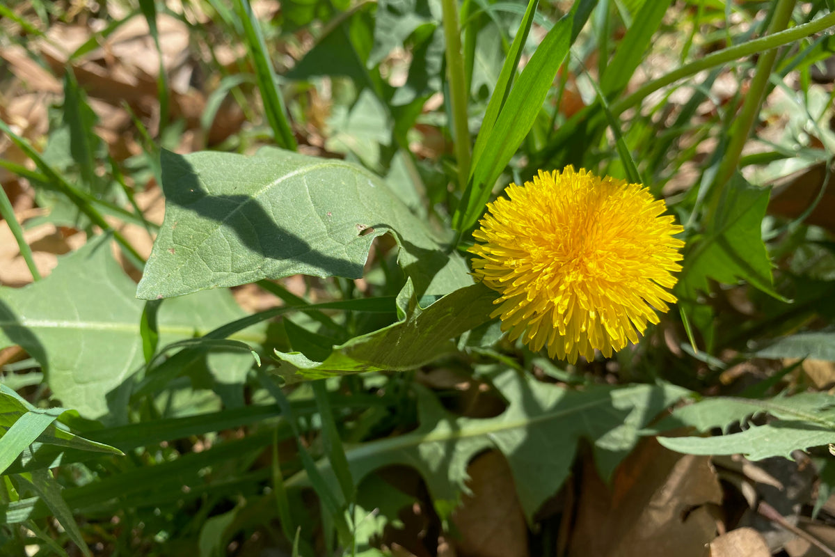 True (Common/Wild) Dandelion