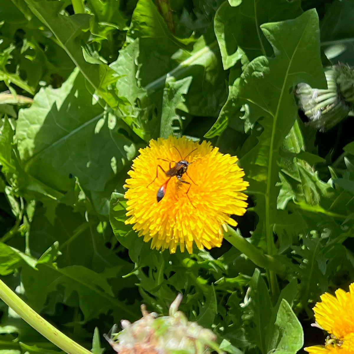 True (Common/Wild) Dandelion