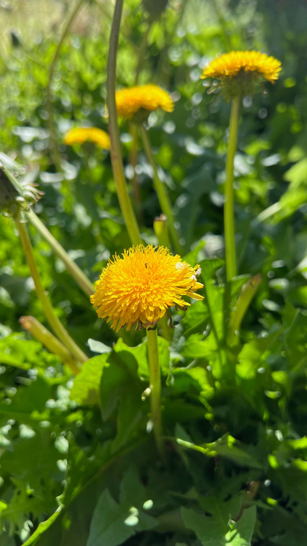 True (Common/Wild) Dandelion