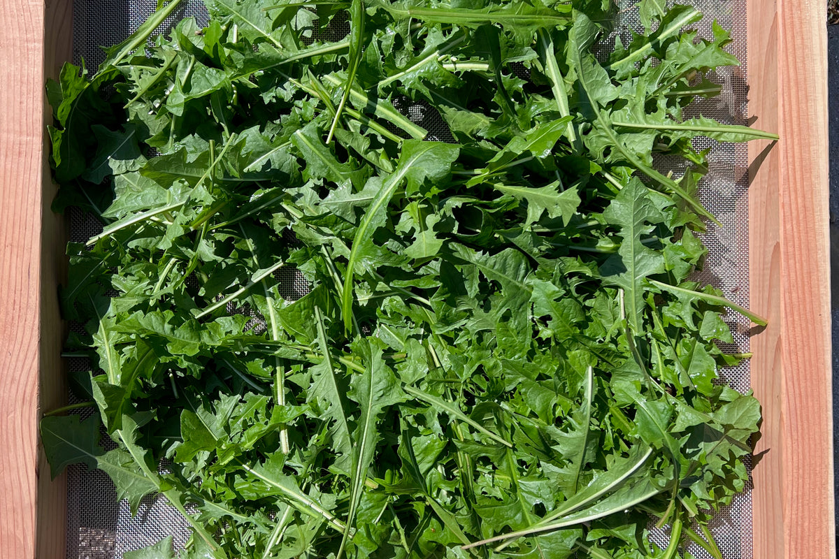 True (Common/Wild) Dandelion