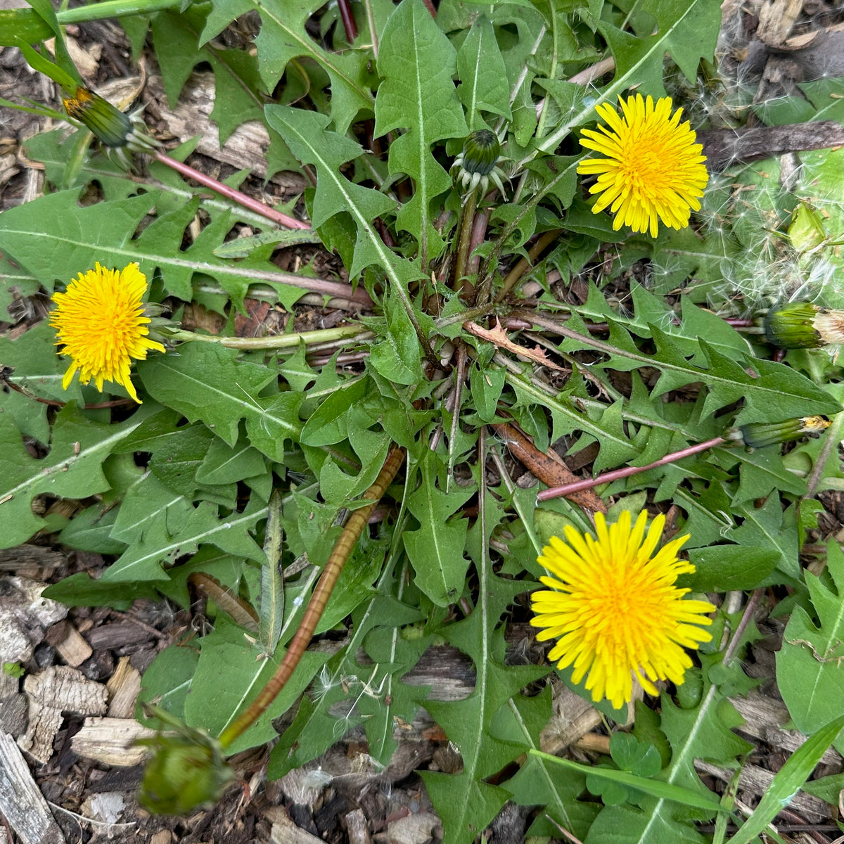 True (Common/Wild) Dandelion