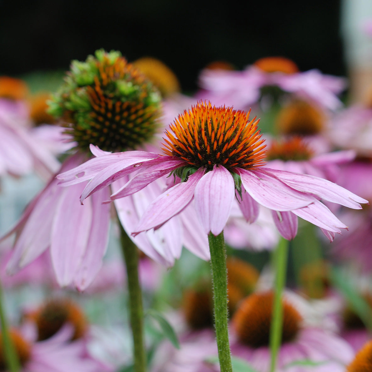 Echinacea Purpurea / Eastern Coneflower