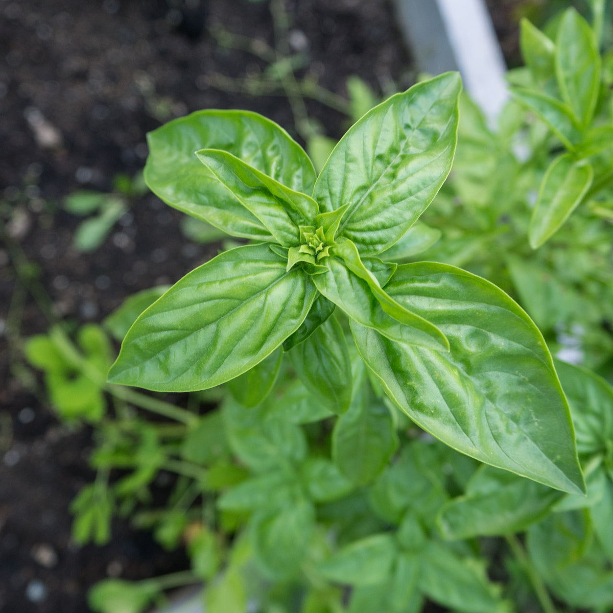 Culinary Basil Seed Collection - Six Packets