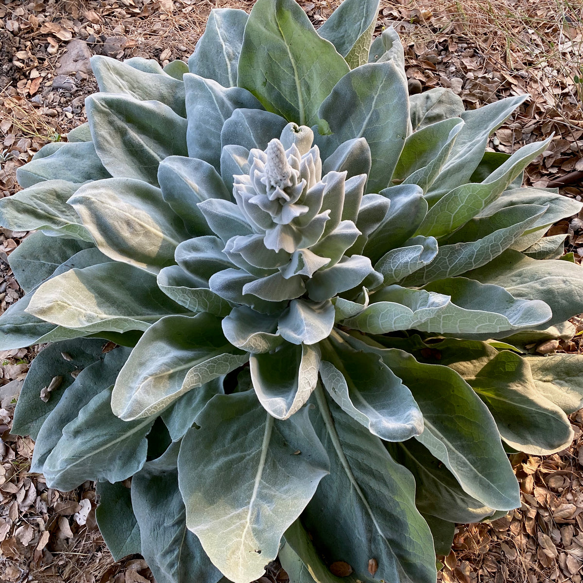 Silk / Giant Silver Mullein