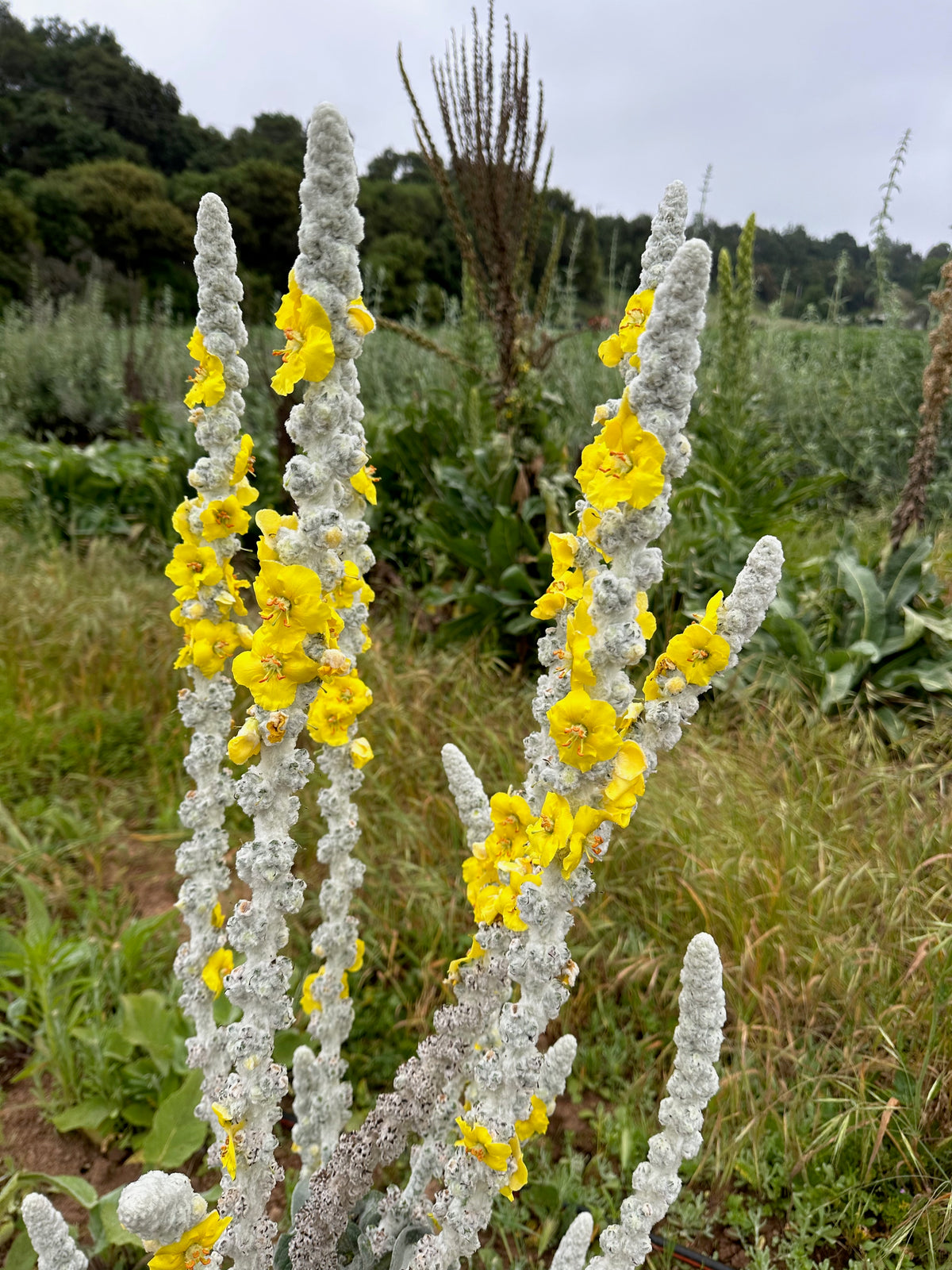 Silk / Giant Silver Mullein