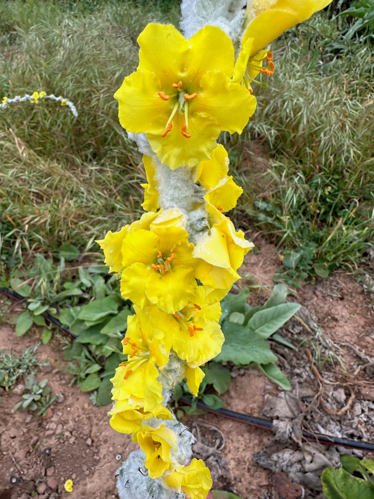 Silk / Giant Silver Mullein