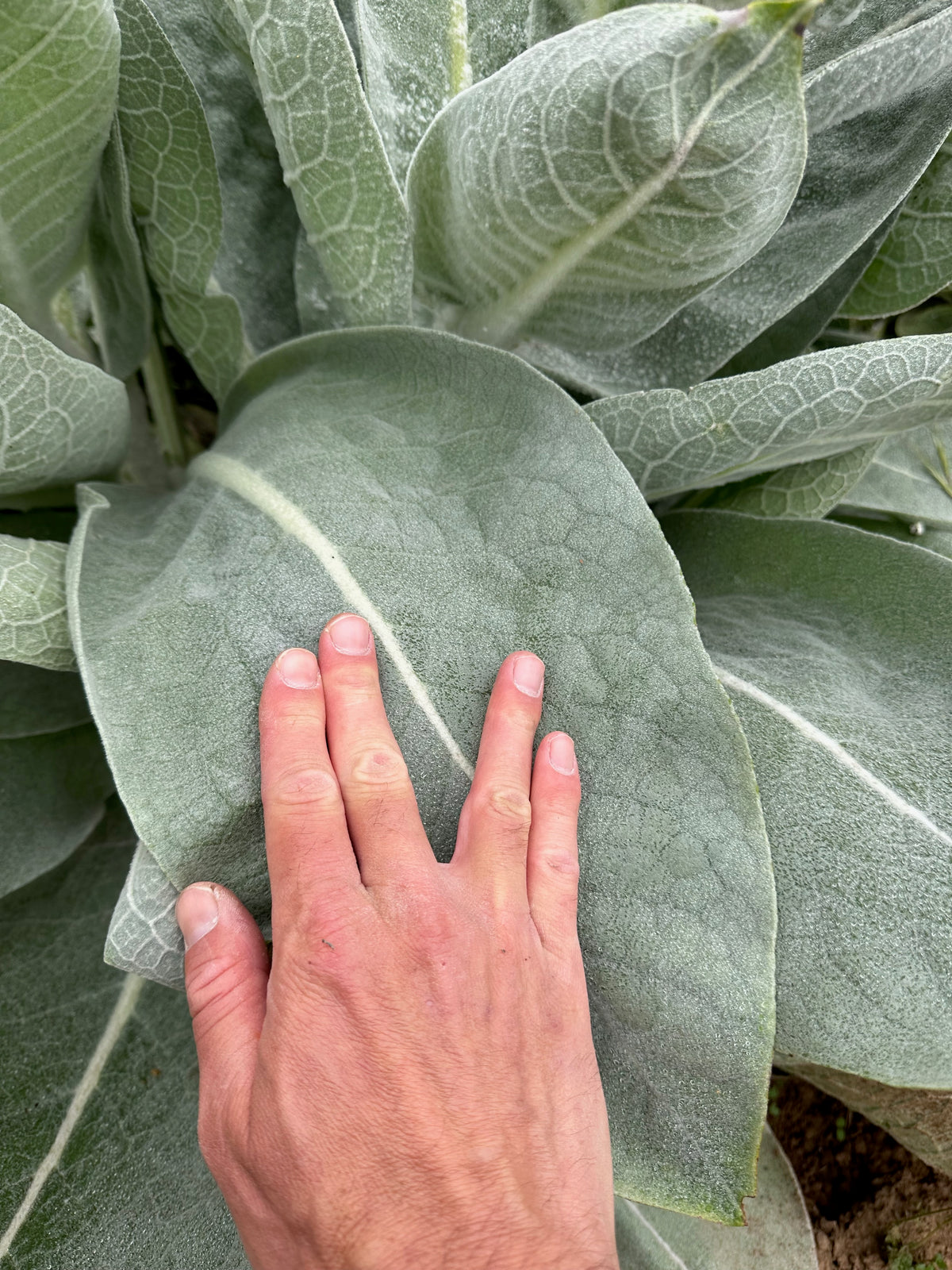 Silk / Giant Silver Mullein