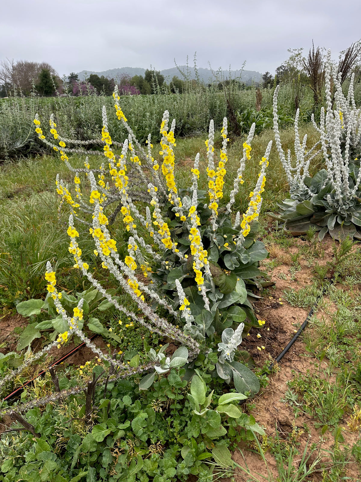 Silk / Giant Silver Mullein