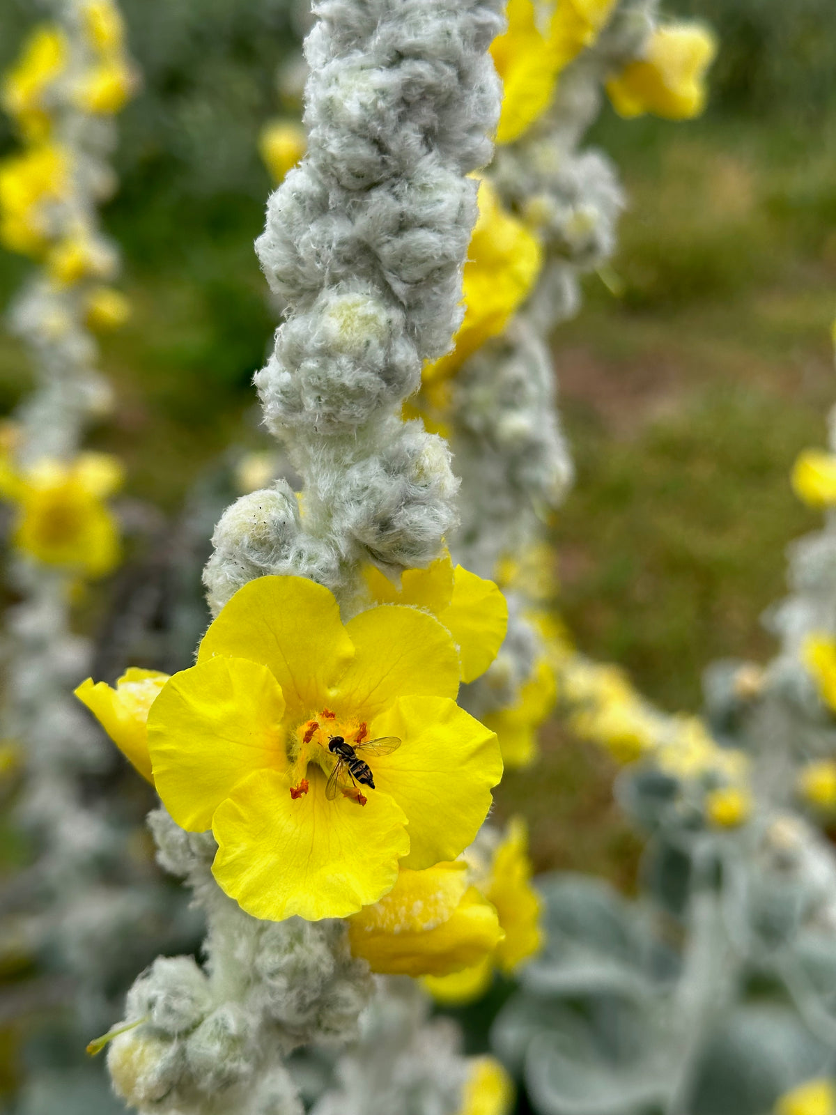 Silk / Giant Silver Mullein