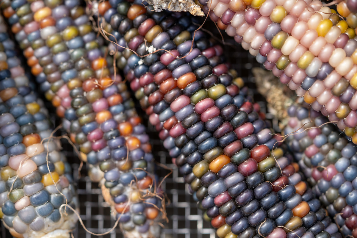 Glass Gem Corn