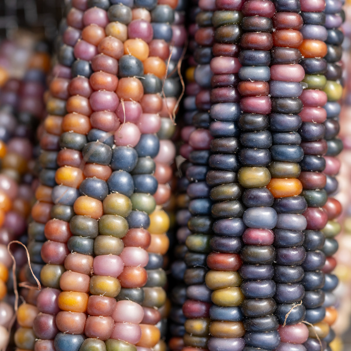 Glass Gem Corn