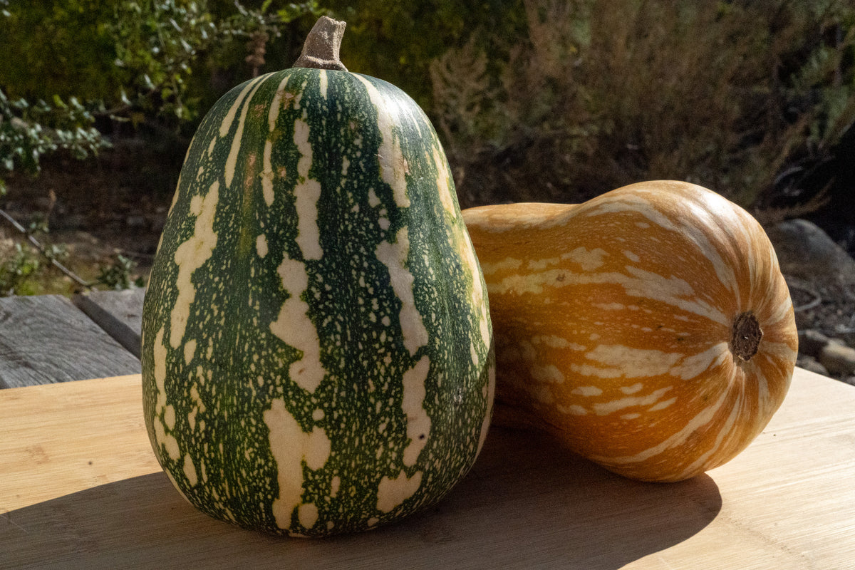 Green Fleshed Ayote Winter Squash