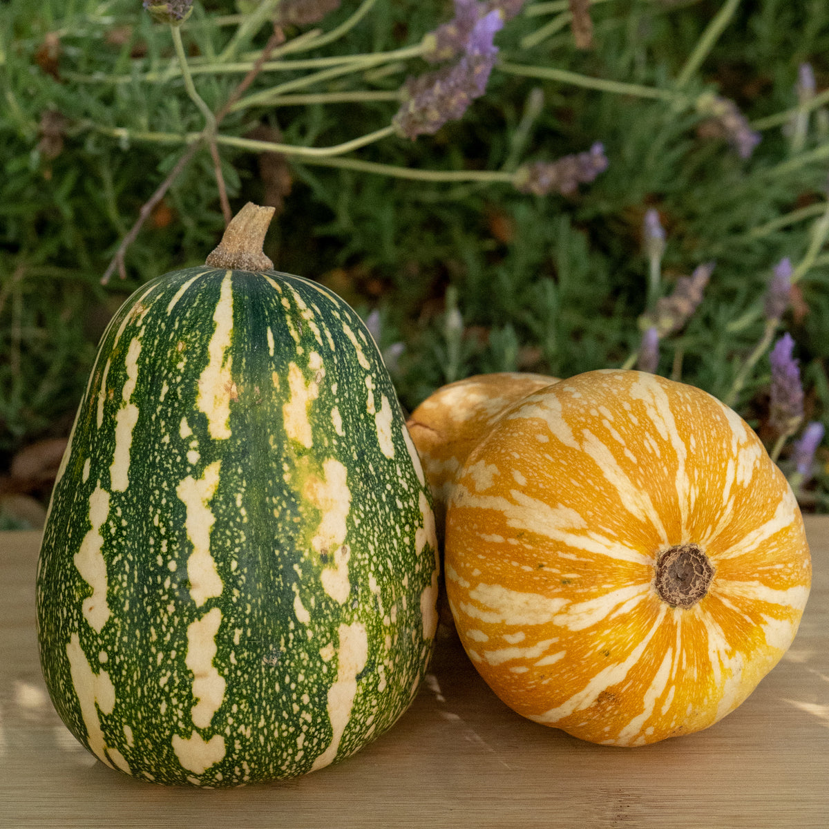 Green Fleshed Ayote Winter Squash