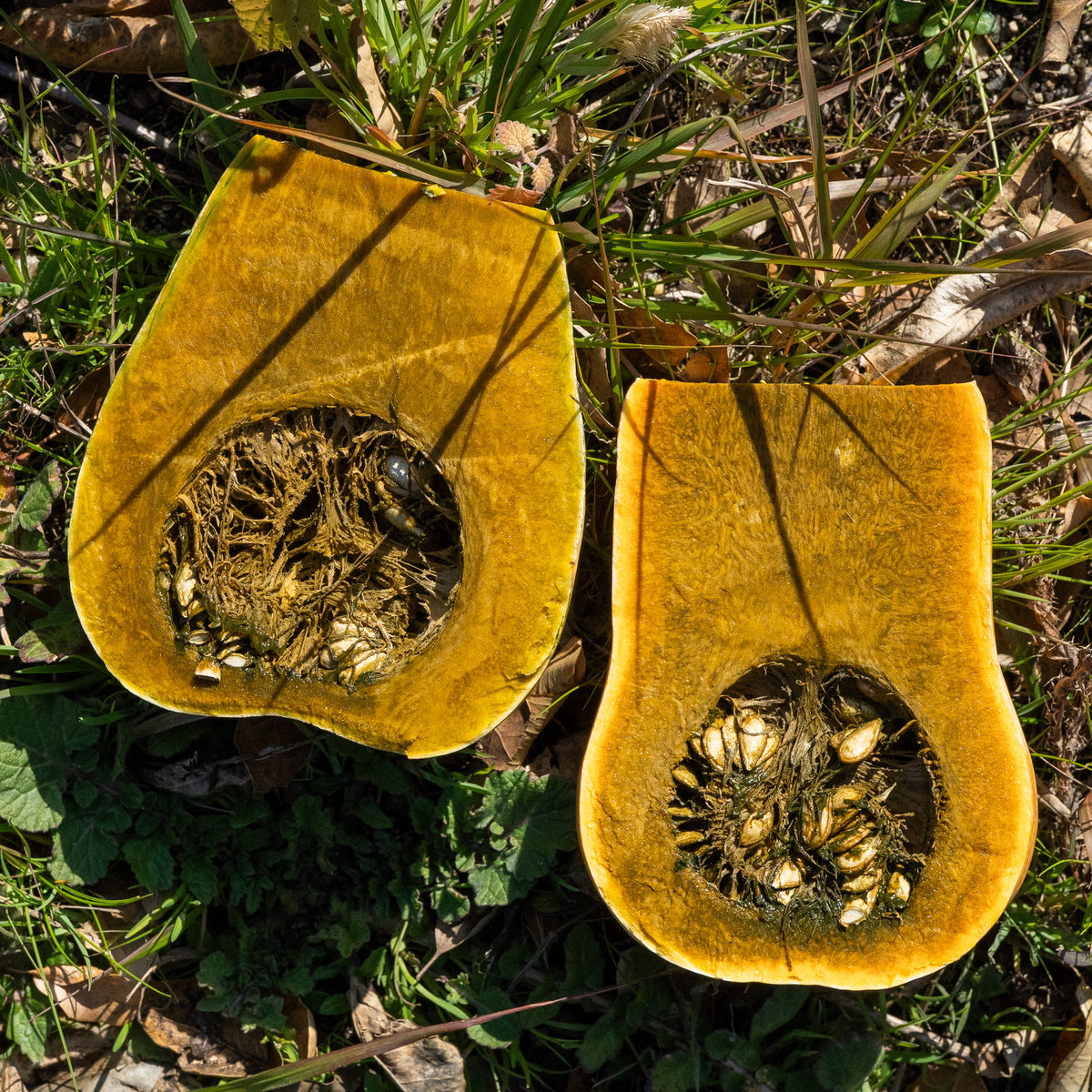 Green Fleshed Ayote Winter Squash