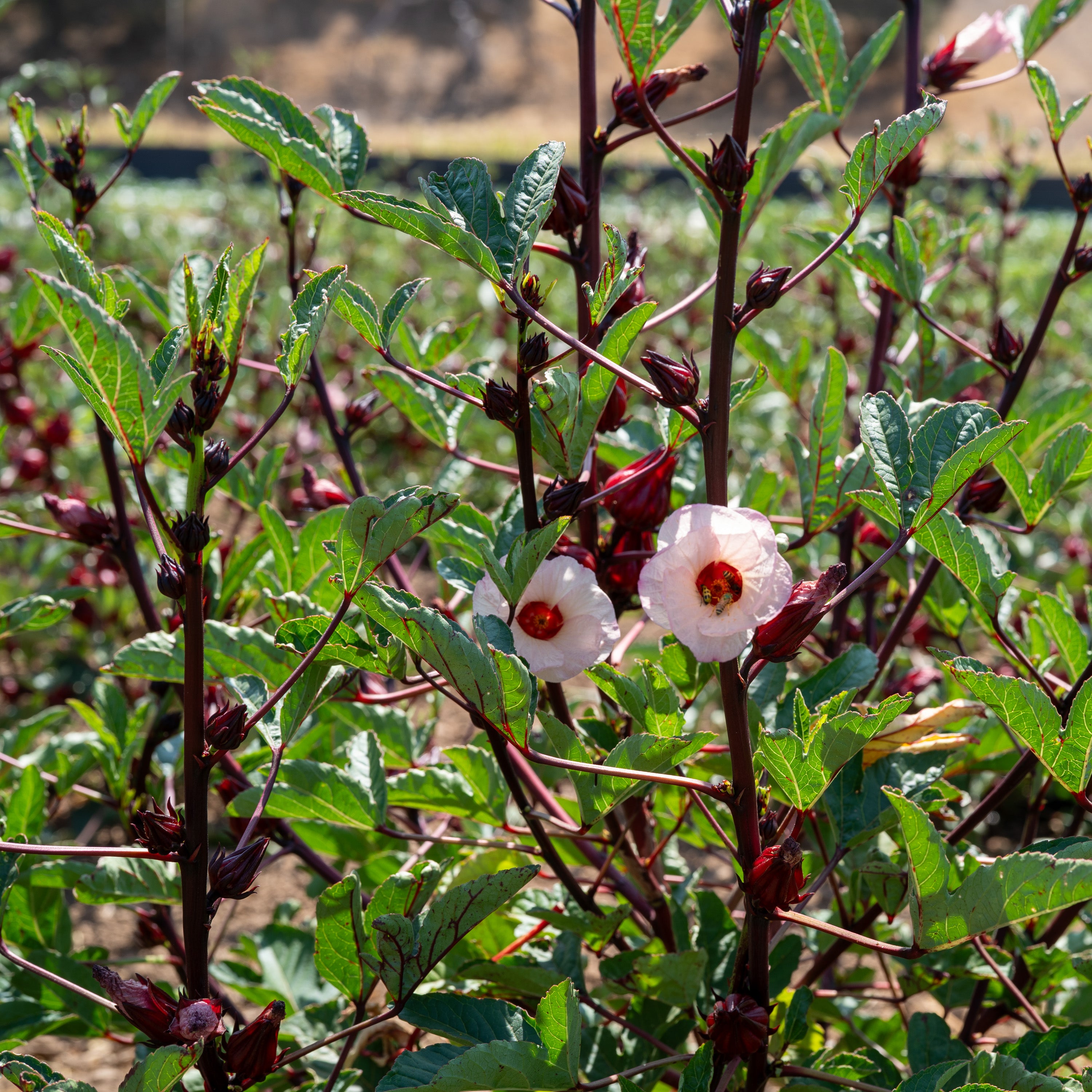 Hibiscus Sabdariffa Seeds - The Plant Good Seed Company