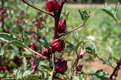 Hibiscus Sabdariffa Seeds - The Plant Good Seed Company