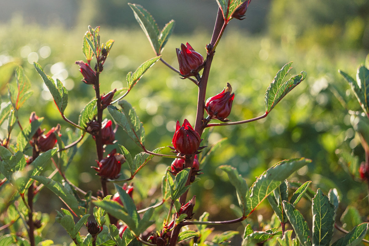 Hibiscus Flower Roselle Seed