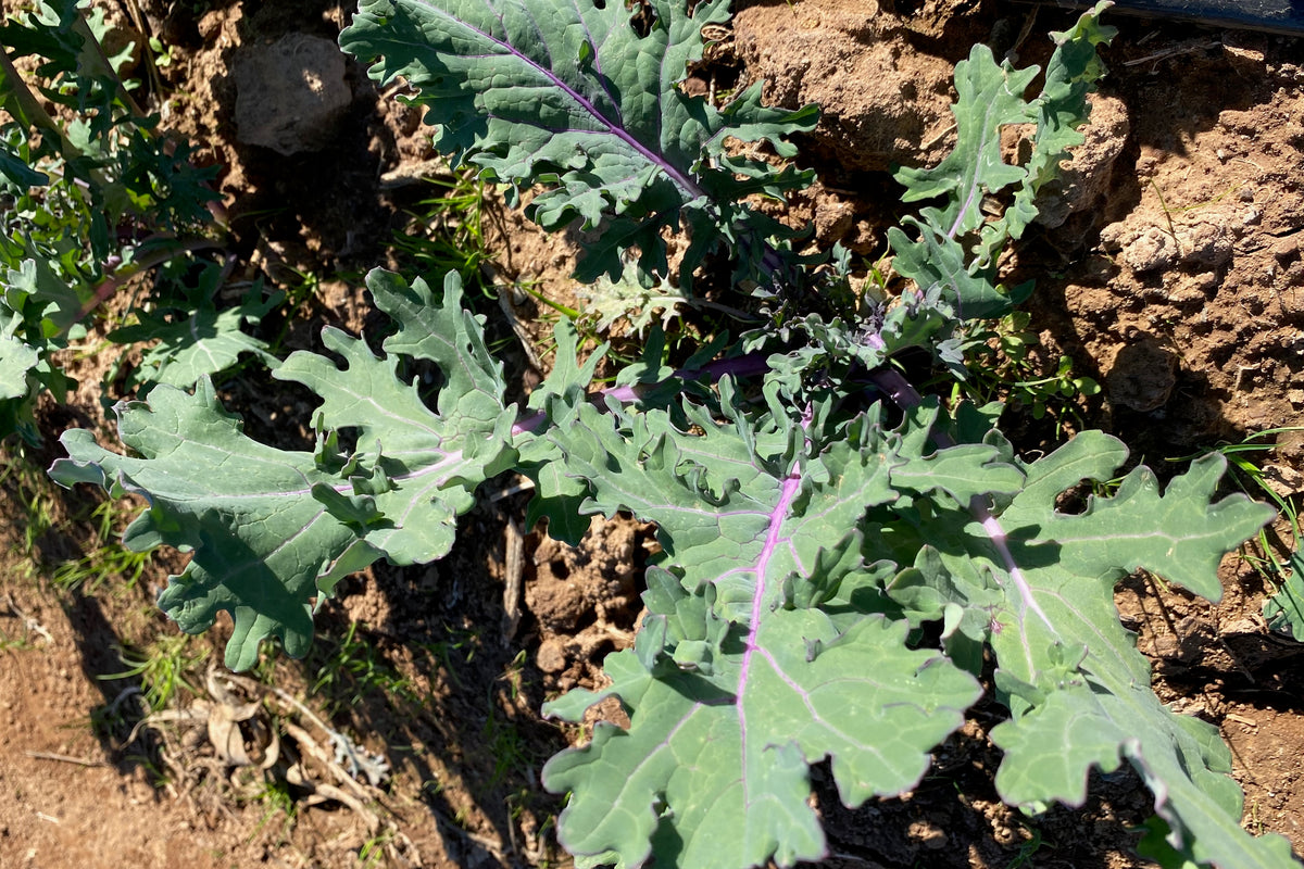 Red Russian Kale