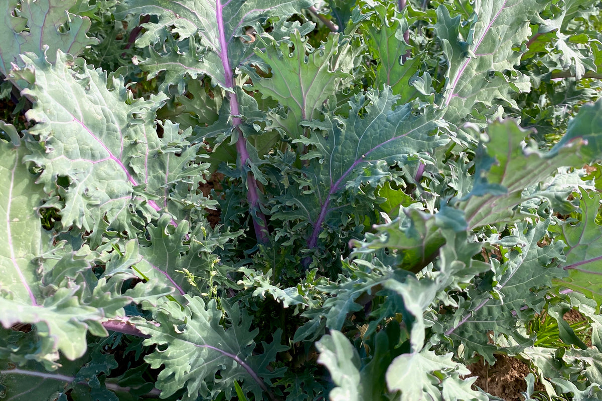 Red Russian Kale