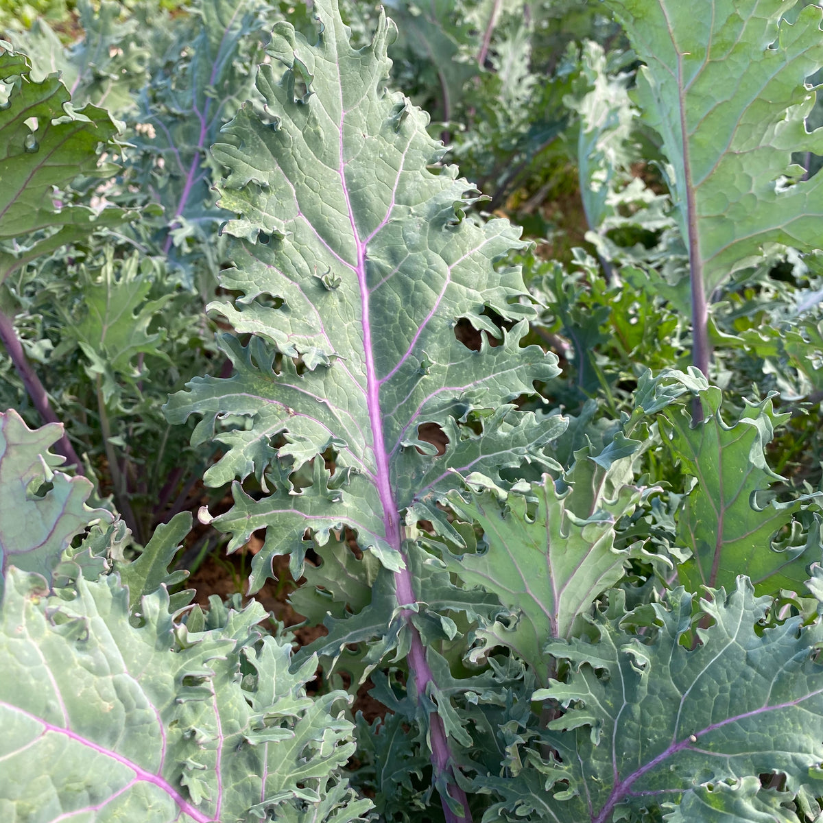 Red Russian Kale