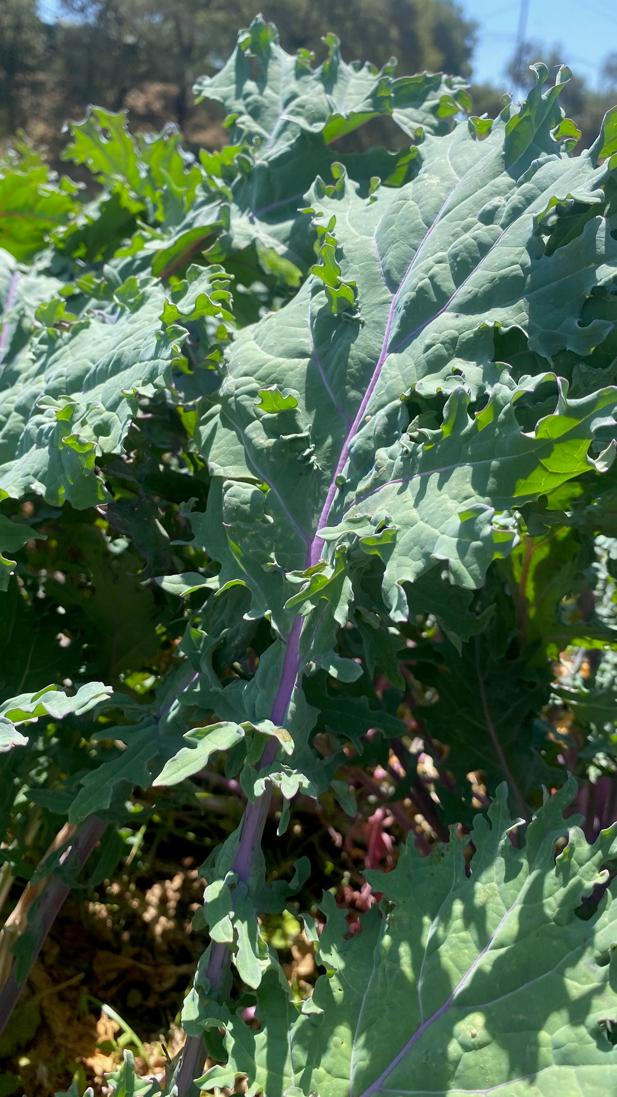 Red Russian Kale