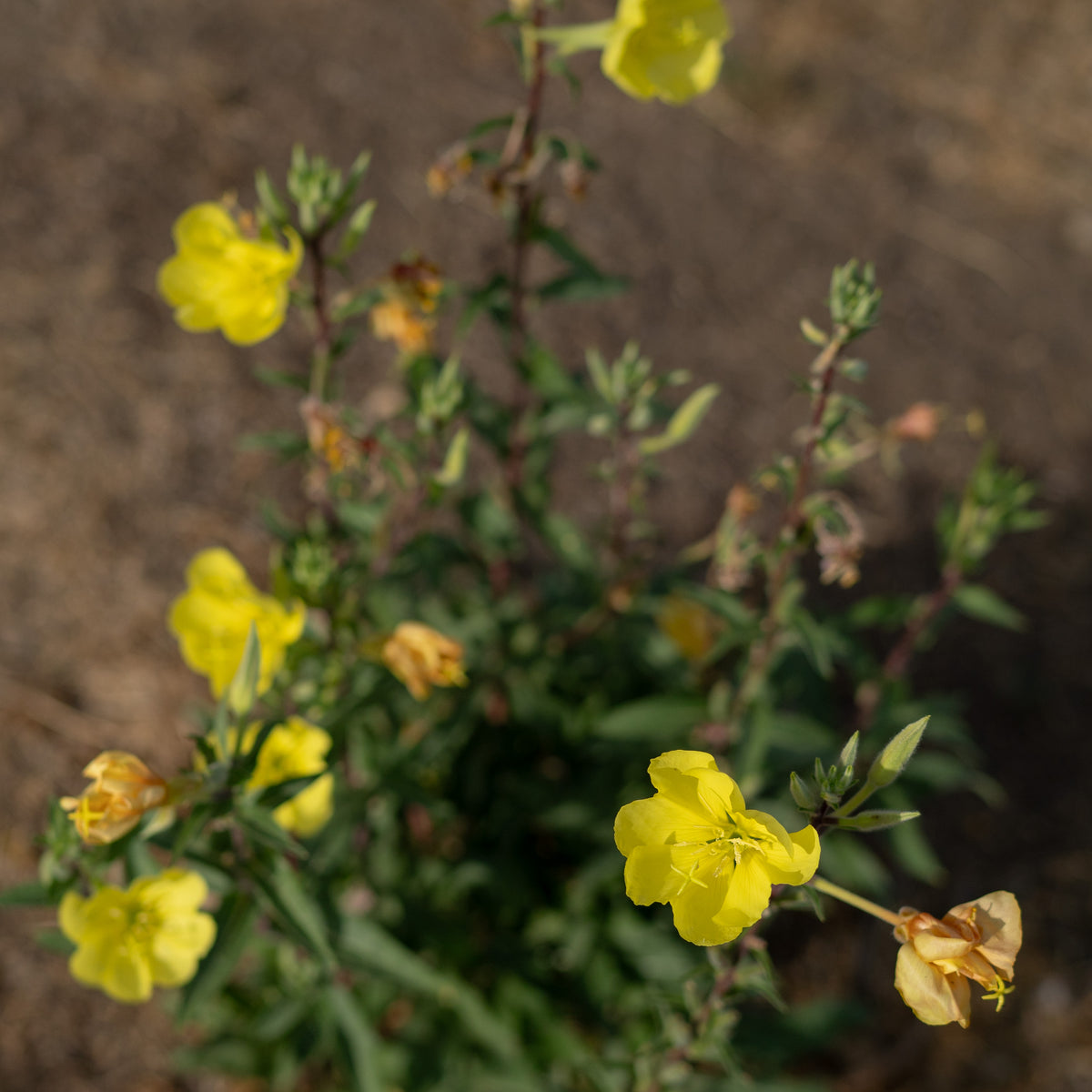 Large Flowered Evening Primrose Seeds