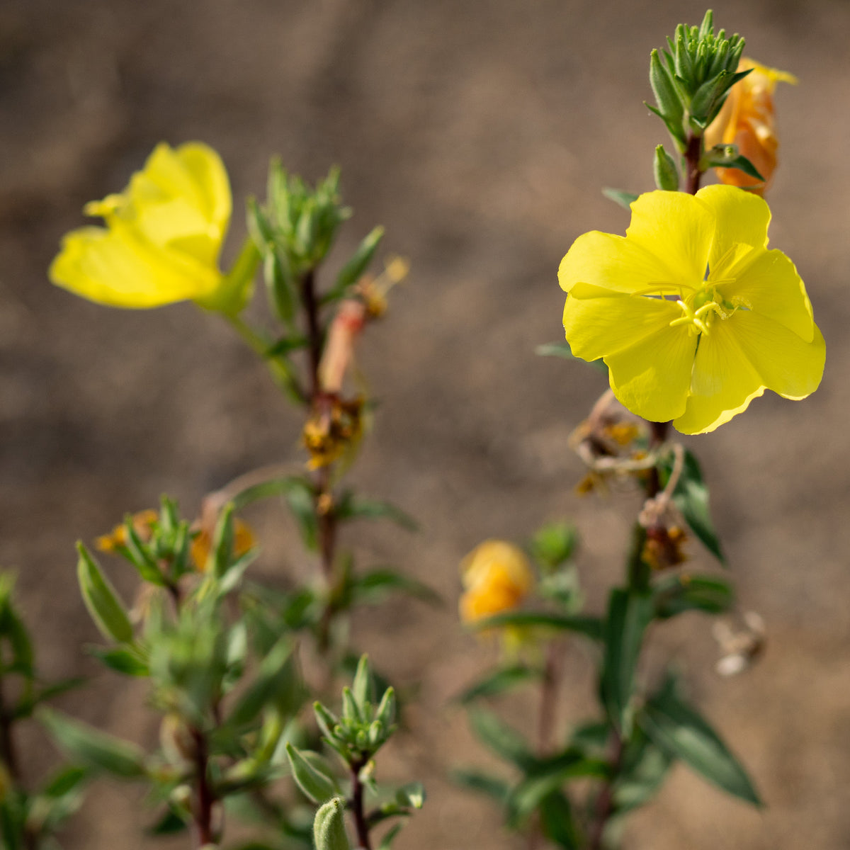 Large Flowered Evening Primrose Seeds