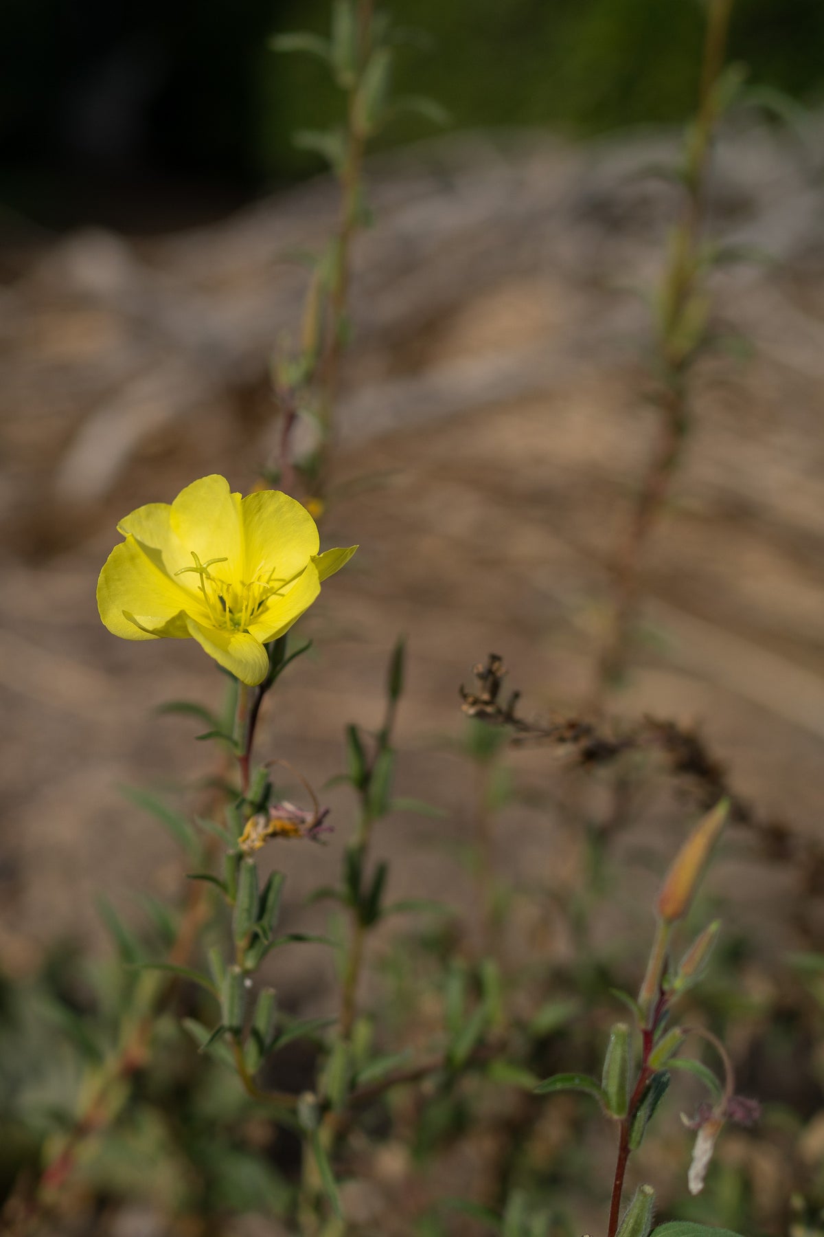 Large Flowered Evening Primrose Seeds