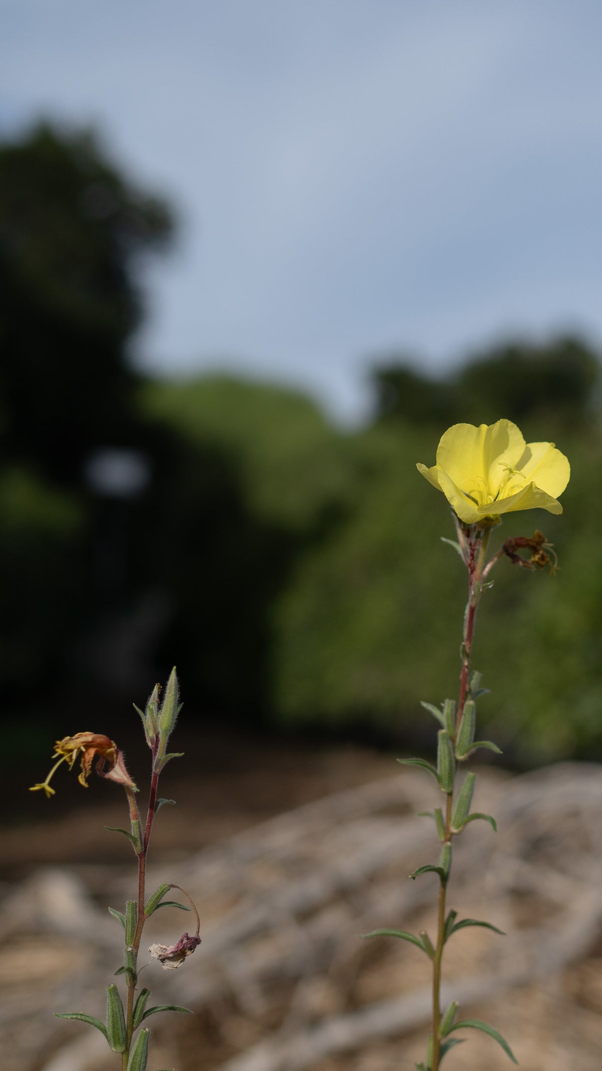 Large Flowered Evening Primrose Seeds