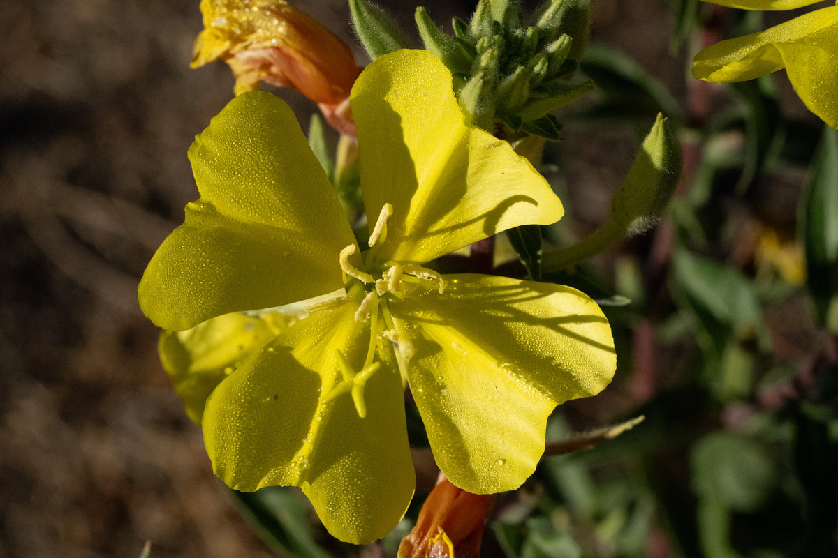 Large Flowered Evening Primrose Seeds