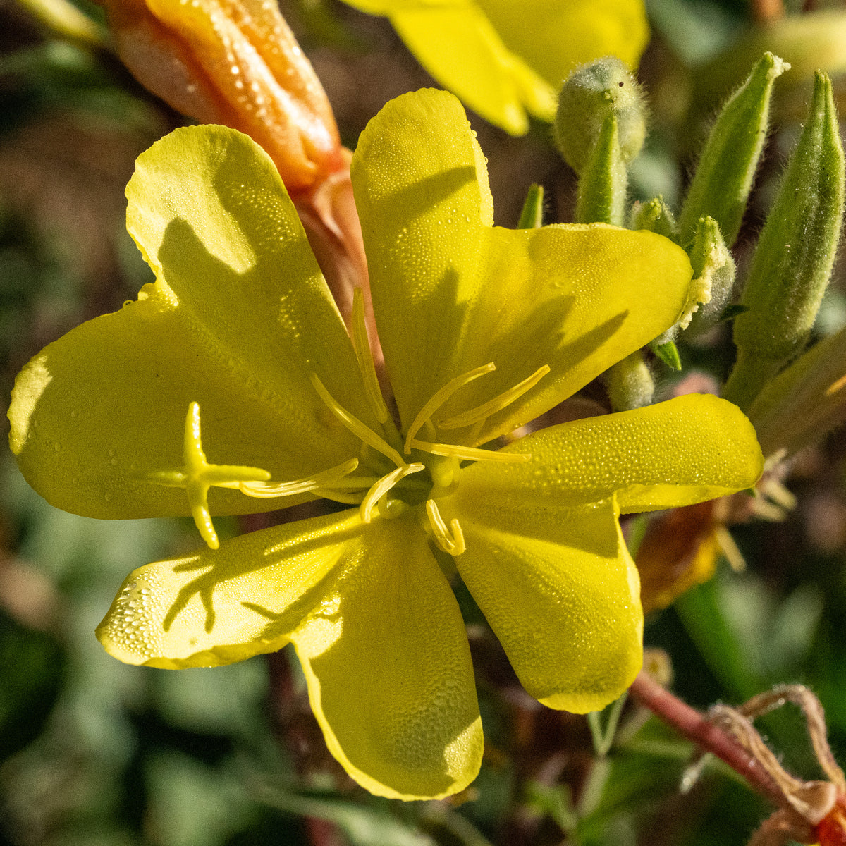 Large Flowered Evening Primrose Seeds