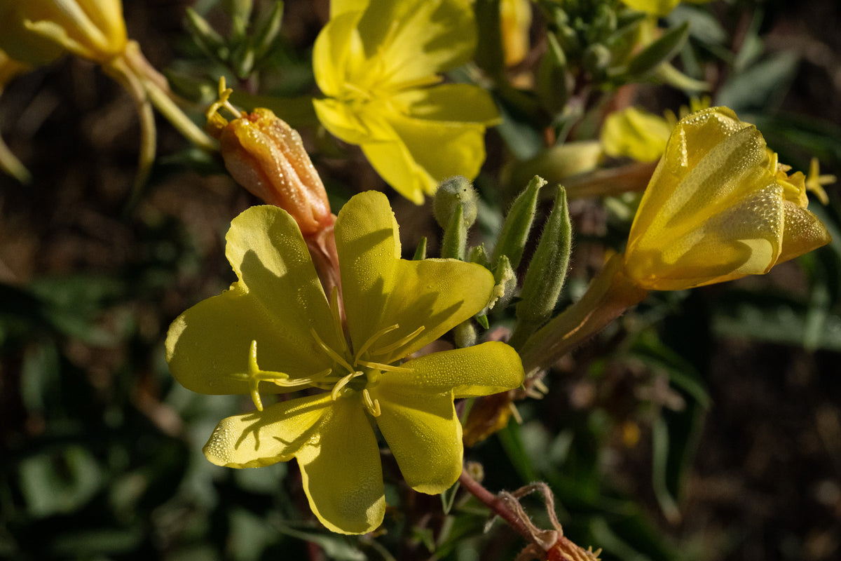 Large Flowered Evening Primrose Seeds