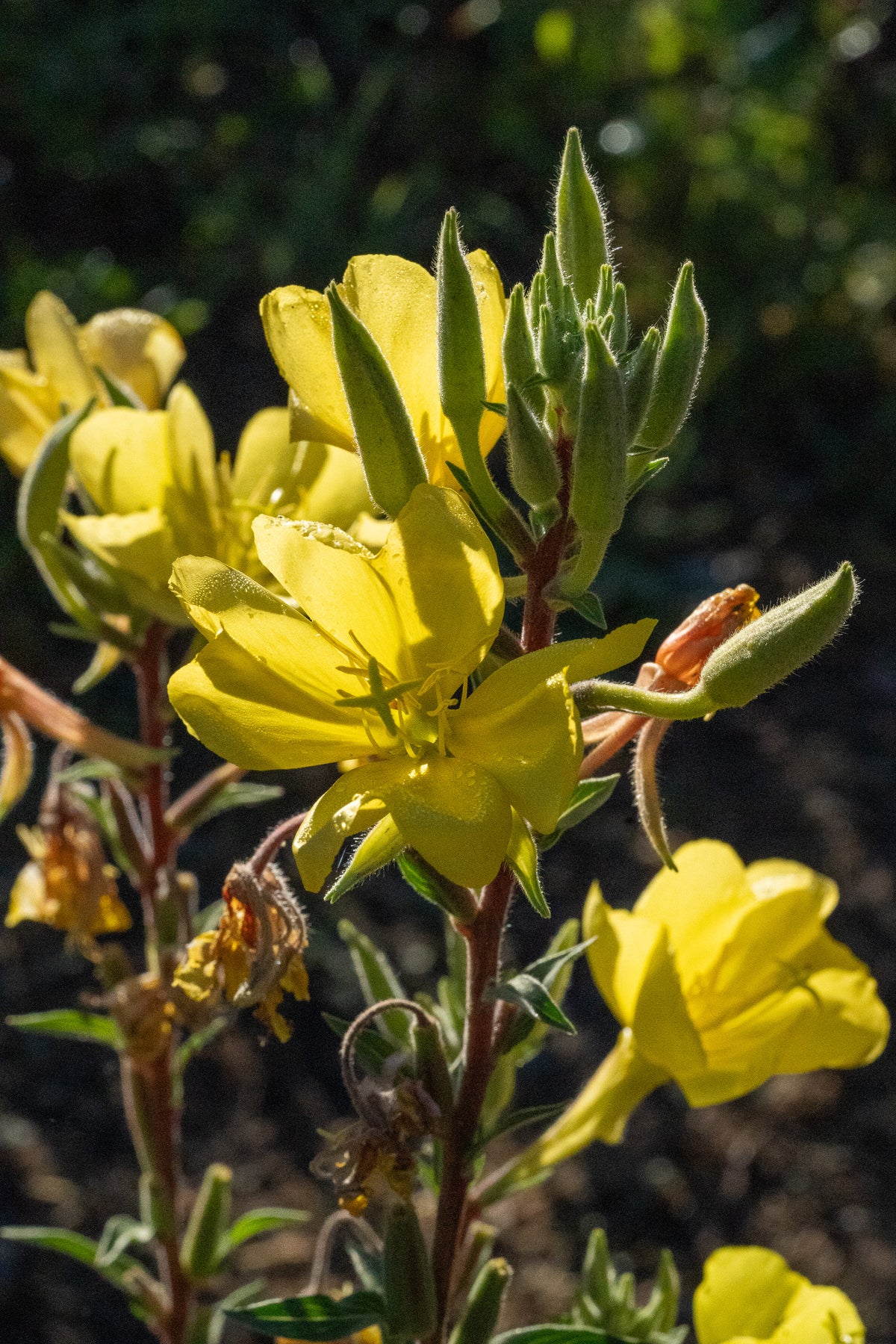 Large Flowered Evening Primrose Seeds