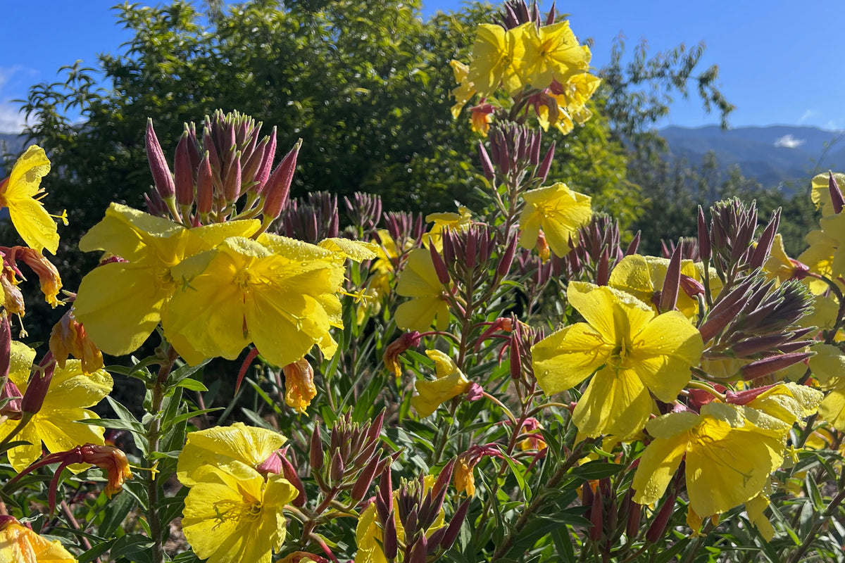 Large Flowered Evening Primrose Seeds